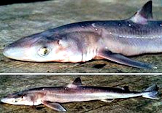 Squalus acanthias_05.jpg